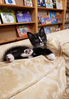 kitten in independent bookshop