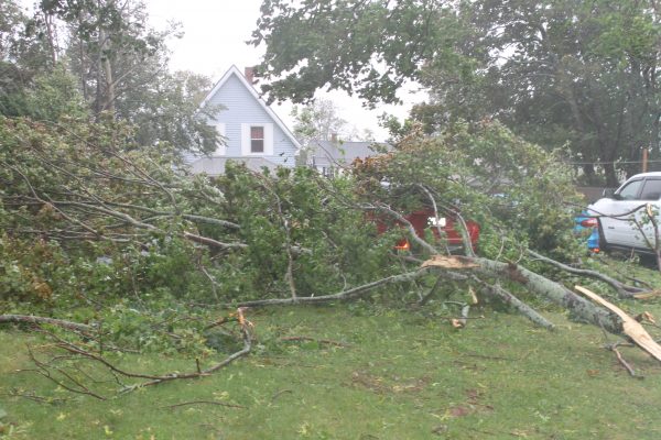 Fallen Tree on Property Post Hurricane Fiona Atlantic Canada