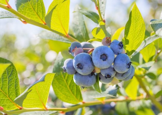 Fresh local Blueberries on the bush 
